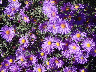 New England Asters (or novae-angliae asters). Beautiful lilac flowers bloom until late autumn. Aster varieties purple dome. Symphyotrichum. - 230589613