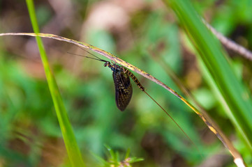 Black drake Ephemeroptera insect sitting on green grass leaf