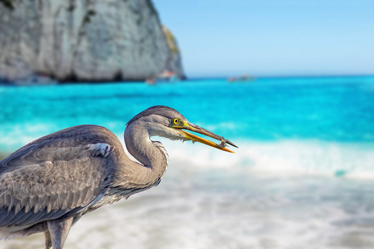 ird has a small fish in his beak. She's a heron by the sea. The background is yacht in the port.