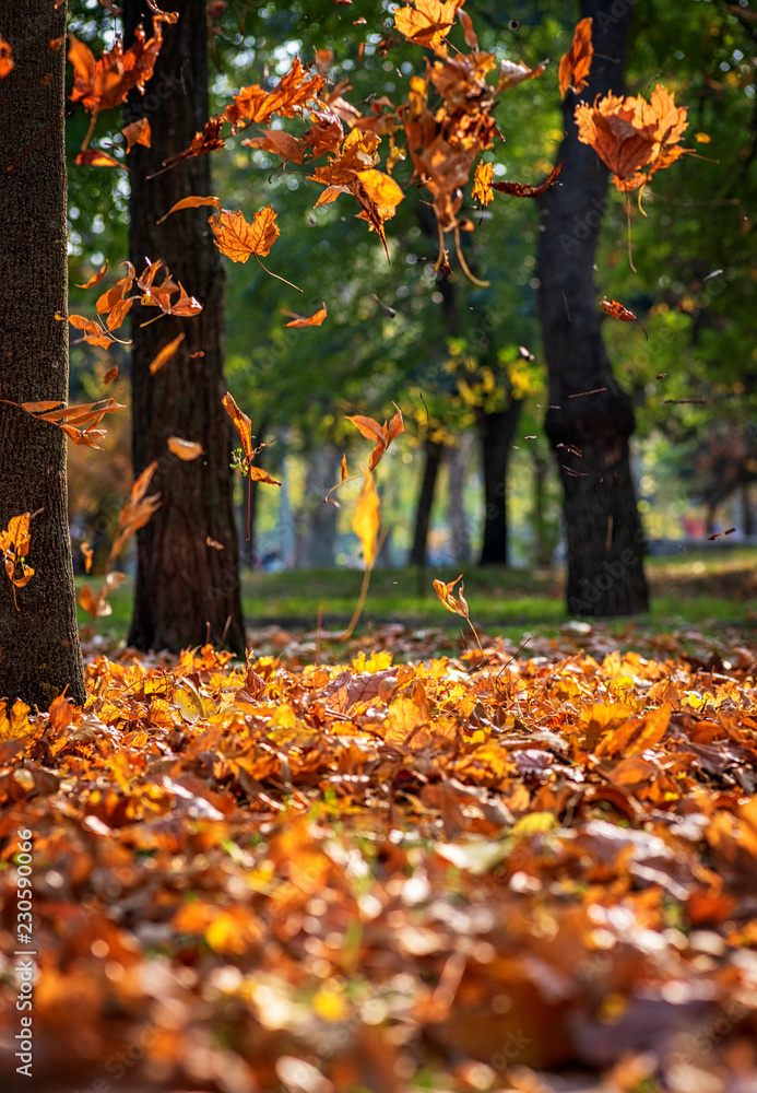 Wall mural falling dry maple leaves in autumn park