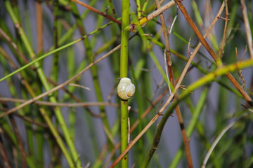 Gehäuseschnecke