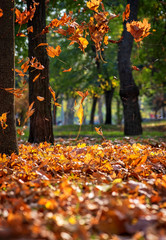 Falling dry maple leaves in autumn park