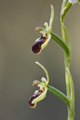 Spinnenragwurz Orchideen