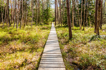 Obraz premium Wooden plank walkway in swamp forest