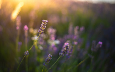 Lavender field on sunset time. Field of purple flowers. Pannonhalma in Hungary