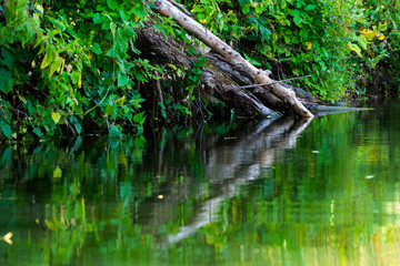 Dead trees and branches in the water
