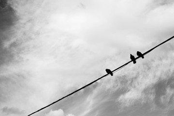 Birds on a line