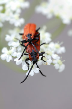 Red beetles mating