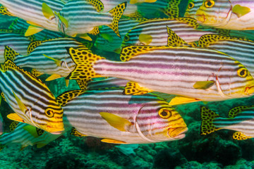 A flock of Yellow Banded Sweetlips (Plectorhinchus lineatus). Indian ocean.