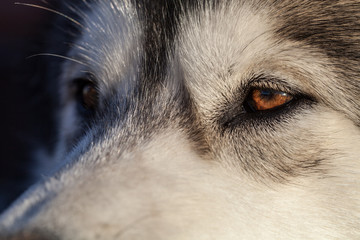 Portrait of a young Alaskan malamute, the color of a wolf