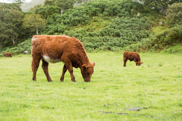 Fototapeta premium scottish Highlander on the grass dike