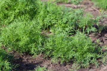 Dill. Herb leaf background, Organic vegetables healthy vegetable, agricultural