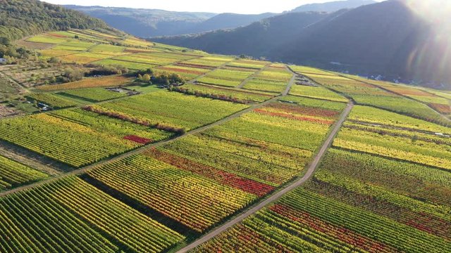 Aerial view of vineyards in autumn near Biedern, Moselle River