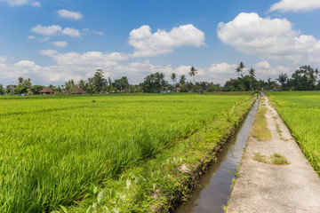 Bicycle path through the rice fields of Bali, Indonesia