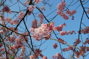 Pink cherry blossoms on the branch on the blue sky background. Spring time in Netherlands.