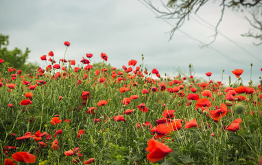Poppy. Flowers Poppy field.