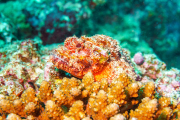 Portrait of Scorpion fish on a coral reef in the Indian ocean.