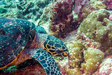Big turtle on a coral reef in the Indian ocean.