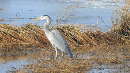 Great Blue Heron - Cape Cod, MA