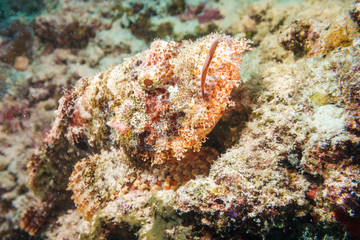 Scorpion fish is masked on a coral reef in the Indian ocean.
