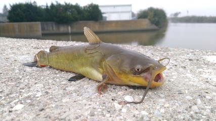 pescegatto