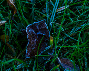 FIrst frost on autumn leaf