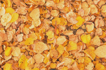 Yellow autumn leaves on asphalt road