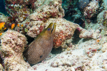 A small brown Moray eel. Diving in the Indian ocean.