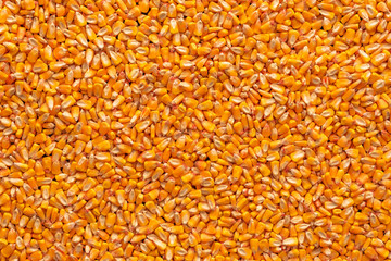 Corn seed kernels heap