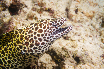Laced Moray on a coral reef in the Indian ocean.