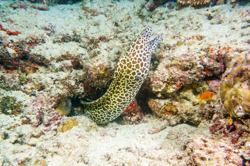 Laced Moray on a coral reef in the Indian ocean.