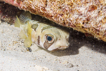  Puffer on a coral reef. Maldives. © Artur
