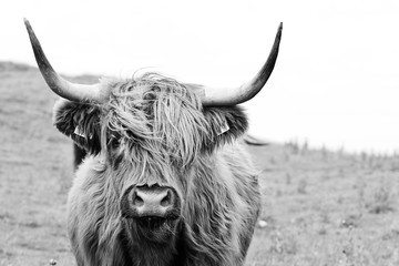 vache highland brune en noir et blanc