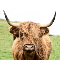 brown highland cow in square format