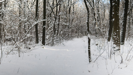 Fototapeta premium Beautiful winter forest with a trees covered with a white snow.