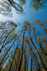 Looking at tall trees