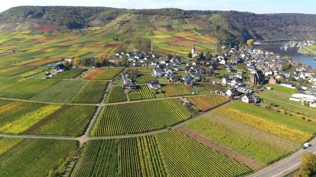 Aerial view of vineyards in autumn near Polterndorf with Metternich castle,, Moselle River, Moselle Valley, Cochem &ndash; Zell, Rhineland-Palatinate, Germany
