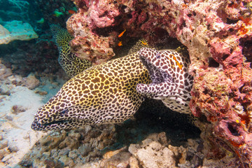 Leopard Moray eels nest on the coral reef of Maldives.