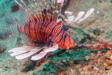 Naklejka na ściany i meble Lionfish on the coral bottom of the Indian ocean.