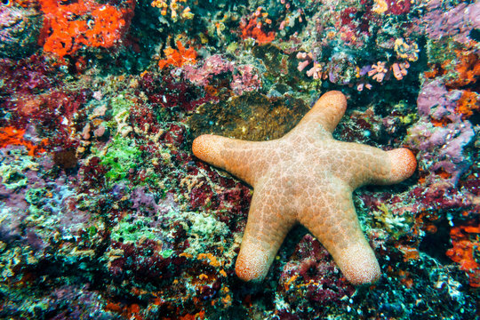 Granulated starfish (Choriaster granulatus) on the coral reef of the Maldives.