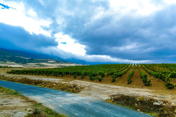 Viñedo de 5 años en la zona de Laguardia, Rioja Alavesa, País Vasco