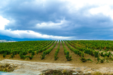 Viñedo de 5 años en la zona de Laguardia, Rioja Alavesa, País Vasco