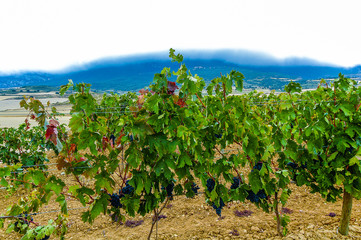 Viñedo de 5 años en la zona de Laguardia, Rioja Alavesa, País Vasco