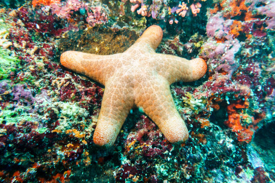 Granulated starfish (Choriaster granulatus) on the coral reef of the Maldives.