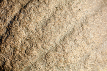 Pumpkin on nature as an abstract background