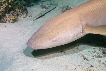 Baleen shark nanny portrait, night diving in Maldives.