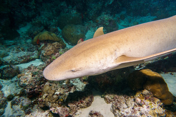 Baleen shark nanny portrait, night diving in Maldives.