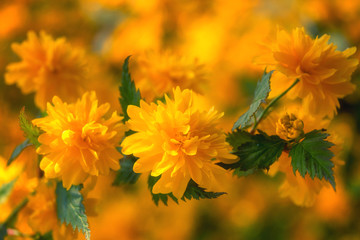 Floral spring natural bright background with yellow kerria flowers