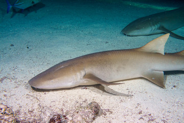 Baleen shark Babysitting, night diving in the Maldives.