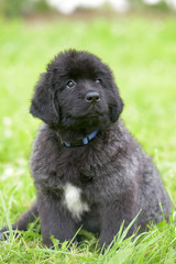 little cute newfoundland puppy